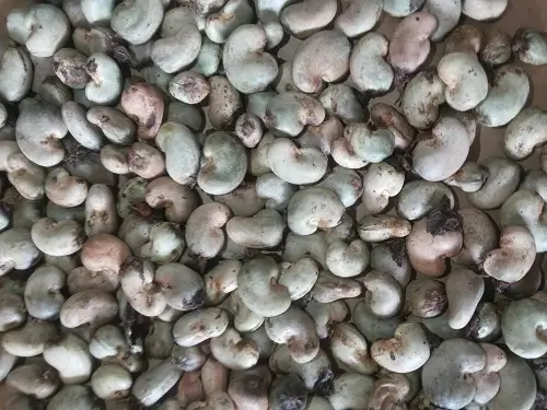 Indian-raw-cashew-nut