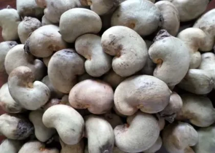 benin-raw-cashew-nut