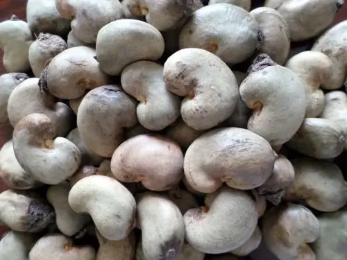 benin-raw-cashew-nut
