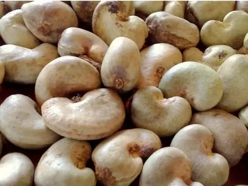 ghana-raw-cashew-nuts