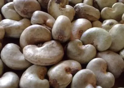 raw cashew nuts Bissau