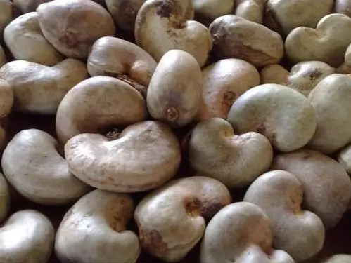 raw cashew nuts Bissau