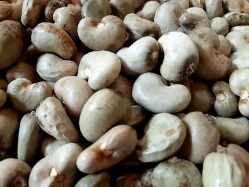 raw cashew nuts - Mozambique