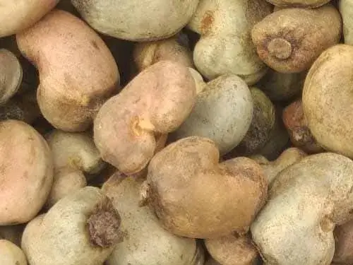 raw cashew nuts togo