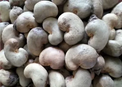 raw cashew nuts conakry