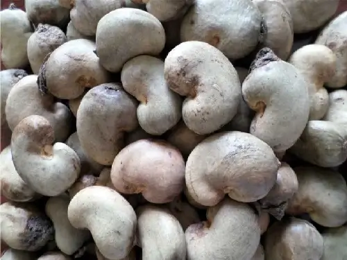 raw cashew nuts conakry